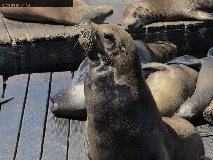 Sea lions on the floating docks