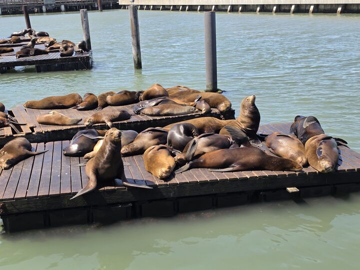 Sea lions hauled out on a floating dock