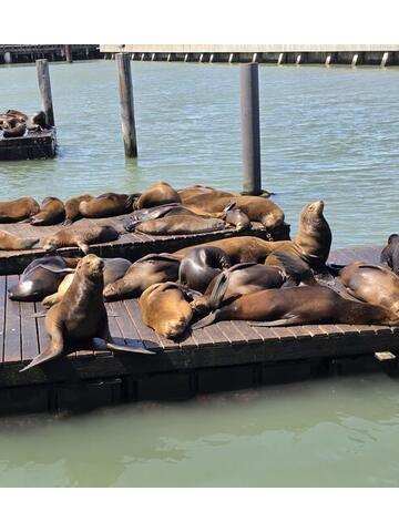 Sea lions lying on floating wooden docks in green harbour water