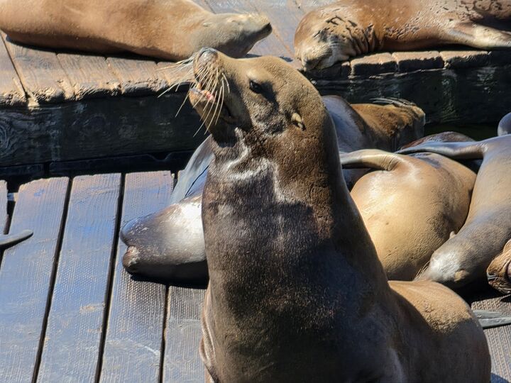 A sea lion with its head raised and mouth open, barking on a wooden dock