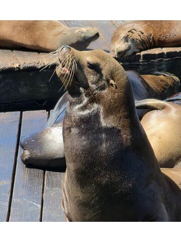 A sea lion with its head raised and mouth open barking on a wooden dock