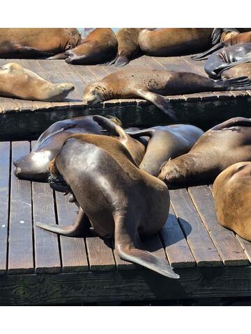 Sea lions piled on top of each other sleeping on a wooden dock