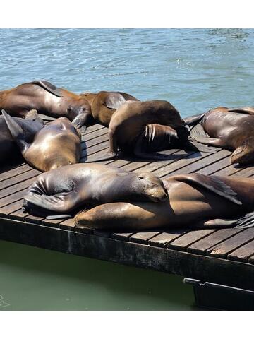 A row of sea lions lying in formation on a floating dock