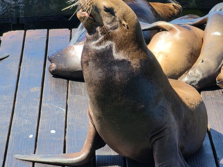 A large sea lion sitting upright on a floating dock looking towards the camera