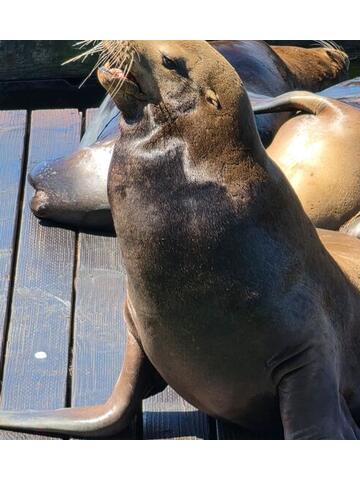 A large sea lion sitting upright on a dock looking towards the camera