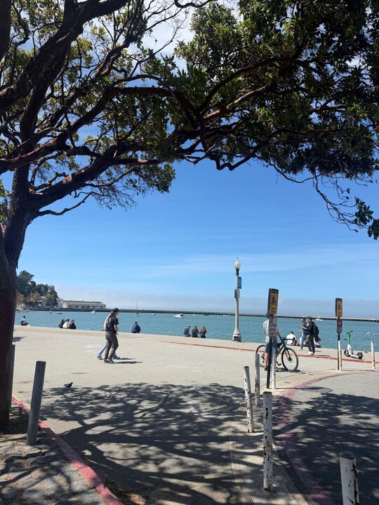 Treeline above Aquatic Park