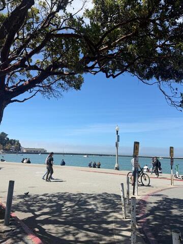 A sandy beach with trees framing the view and a curved pier in the distance